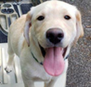 Life of a Labrador Retreiver 