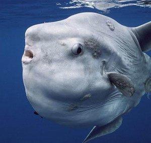 SunfishPAL