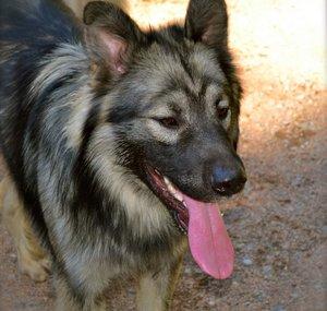 DireWolf Dogs of Vallecito, LLC