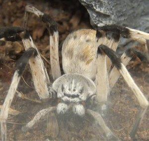 SpiderSpiderSpiders