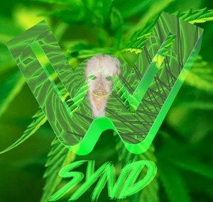 Synd