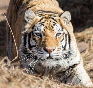 The Wildcat Sanctuary