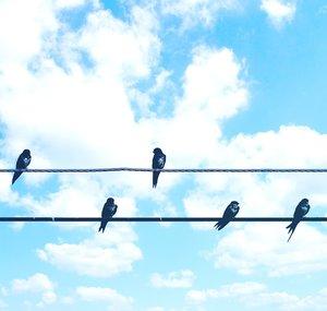 Electric Bird Records