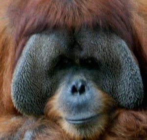 junglecrafty