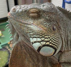 RyuzoZoo