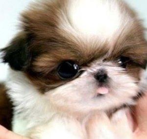 A Baby Doggy