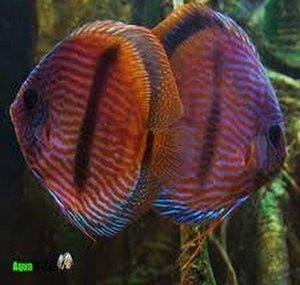 Sheller Aquatics