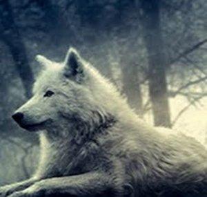 wolfye