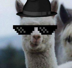 Alpha Alpaca