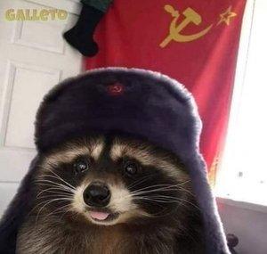 Alpha Raccoon