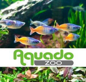 Aquado-Zoo
