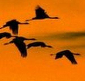 Aves de Portugal