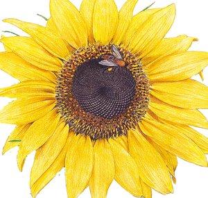 Botanical Interests