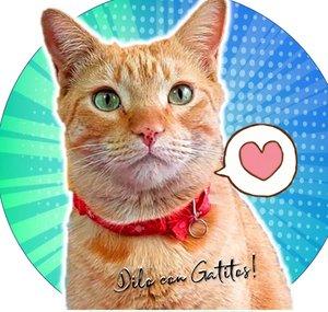 Dilo Con Gatitos * Frases