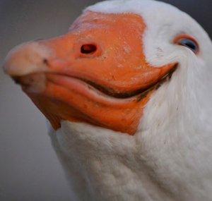 Dolan Darker