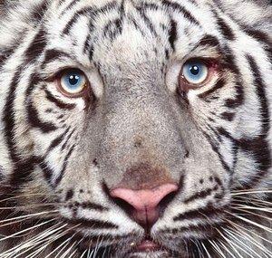 Sandokan a tigris