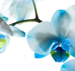 AstralOrchidMEP