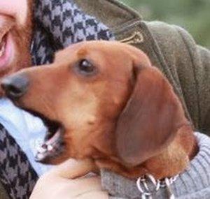 Beans The Hotdog