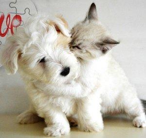 Caring Animal Shelter