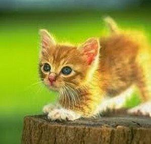 catwomanpl1