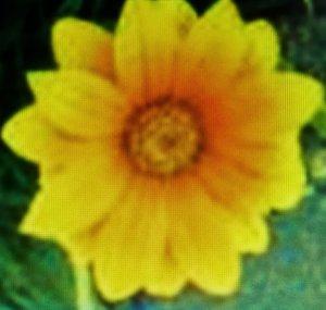 gladietita