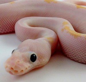 RedemptionReptiles