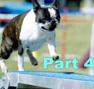 TheAllDogProject