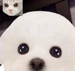 YCMdhamma