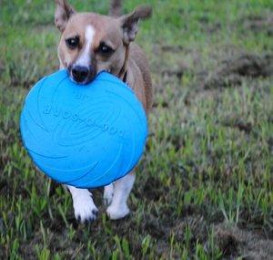 Honeythewonderdog