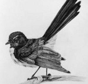 Little Bird