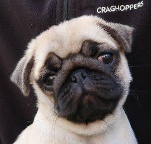 That Pug Pablo & Co