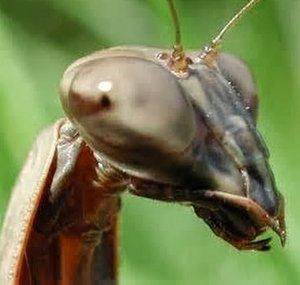 mantis999999999