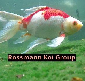 Rossmann Koi Group