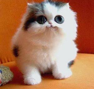 cutefunnyvideos