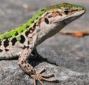 lizardb0y7
