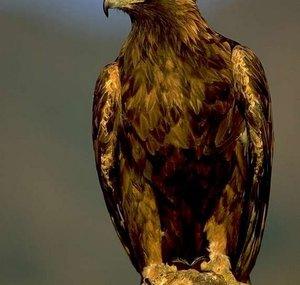TheGoldenEagleStudio