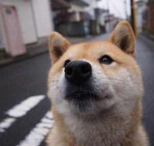 uhRysz