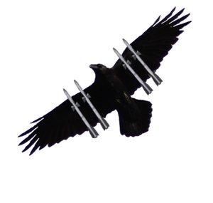 Corvus.Corp 81
