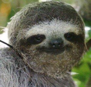 SoaringSloth