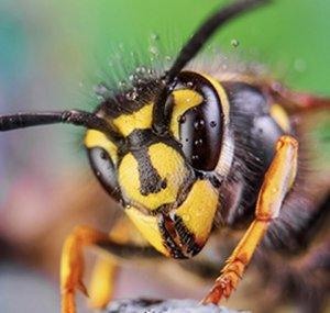 Wasp Hunter
