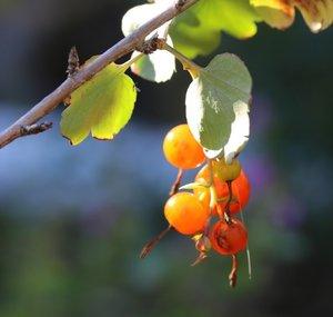 Garden Native