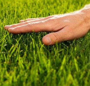 Hand On Grass
