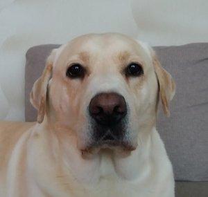 Labrador Missy