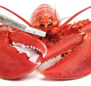 Spiny Lobster 2