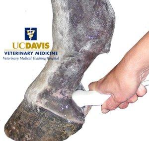UC Davis Equine Ultrasound
