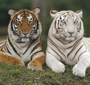 BengalTigerGaming