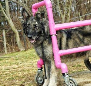 DogsLuvUNoMatterWhat
