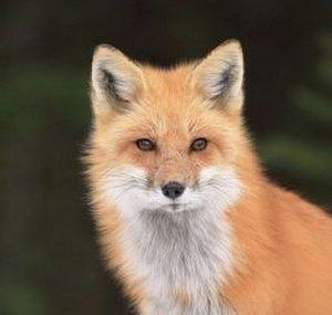 foxgofloof