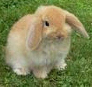 myrabbitcare101