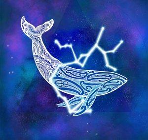 PreferredWhale6